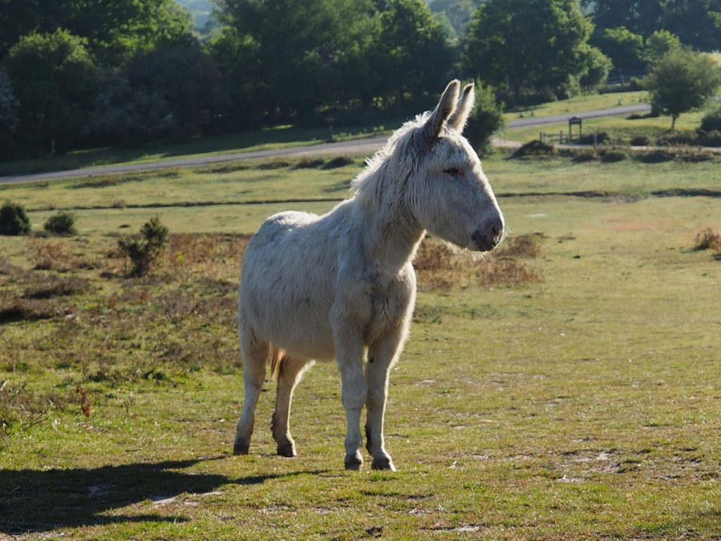white horse on green grass field during daytime